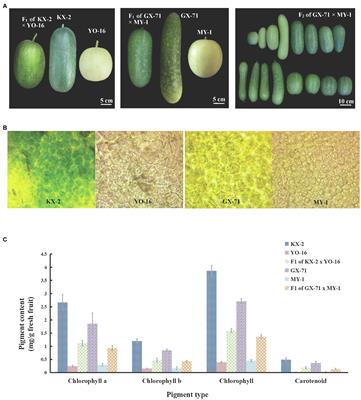 Identification and Application of BhAPRR2 Controlling Peel Colour in Wax Gourd (Benincasa hispida)
